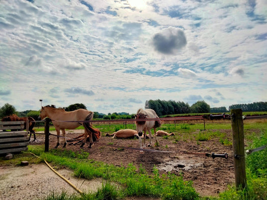 Wat weet jij van Water-woorden?
