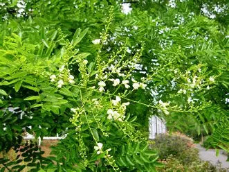 Honingboom