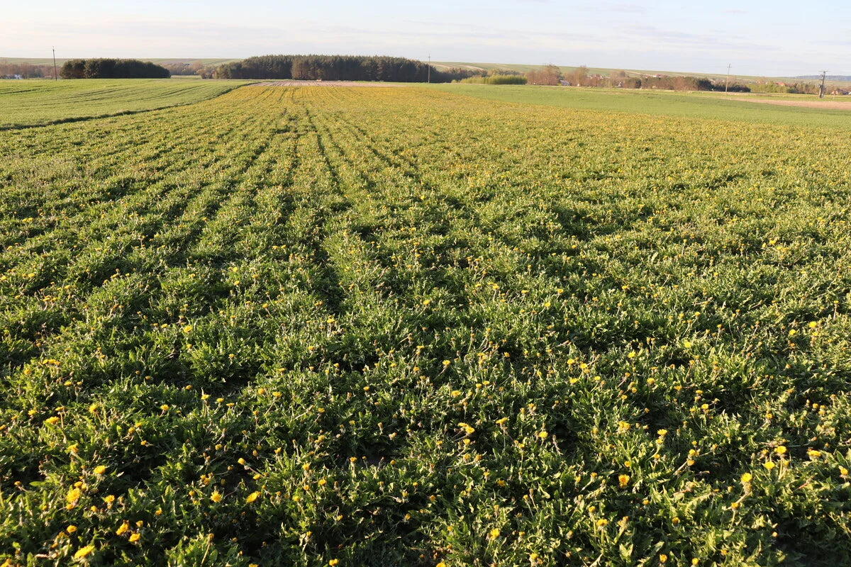 Herbimals Paardenbloemblad met bloem - grof