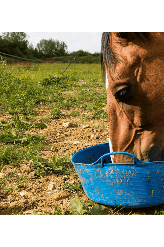 Het vermenselijken van paarden