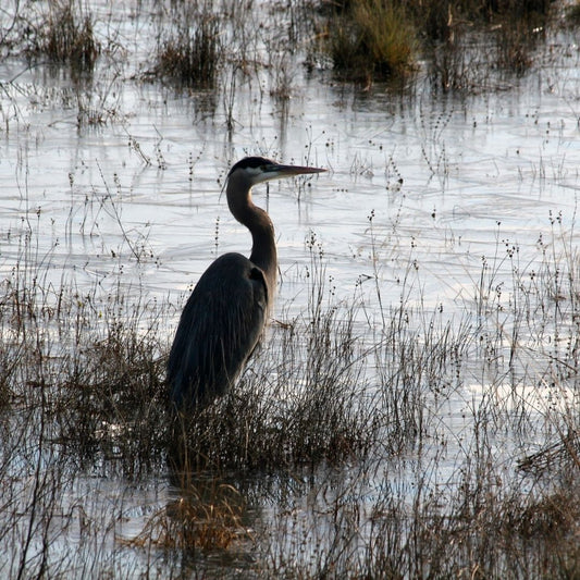 De Reiger