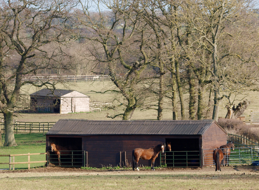 Paarden staan zichzelf ziek!