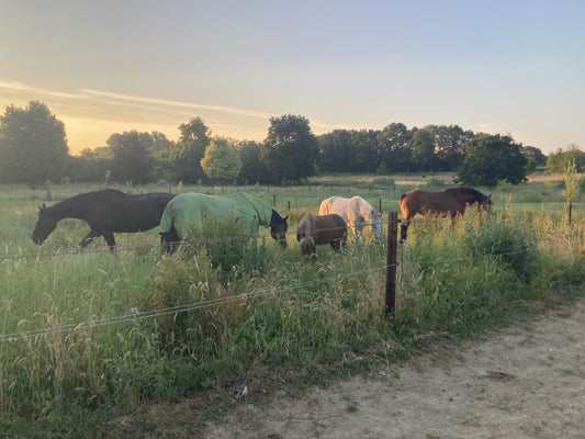 Paarden terug op het gras!