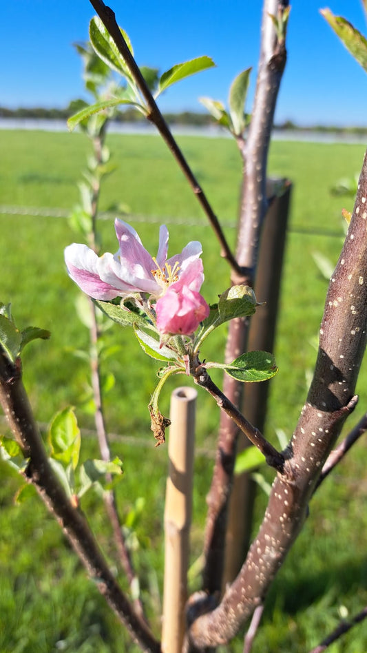 Privérondleiding Avonturentuin