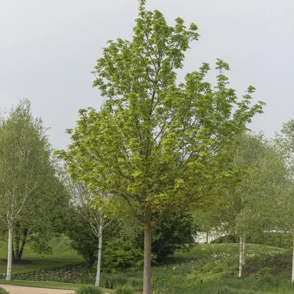 Noorse Esdoorn