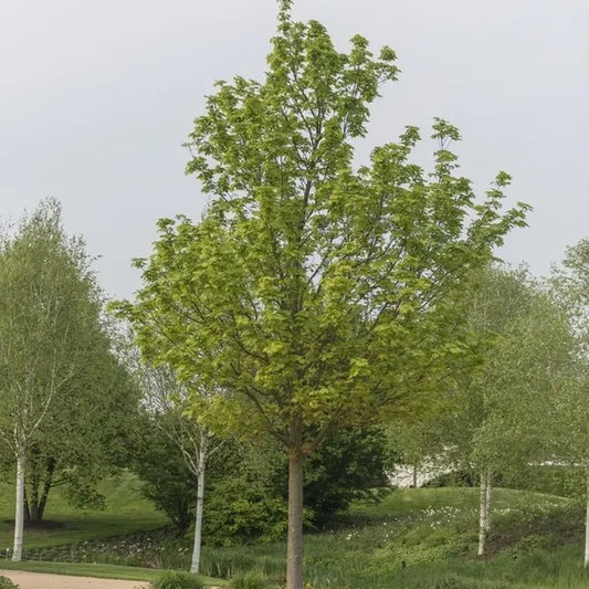 Noorse Esdoorn