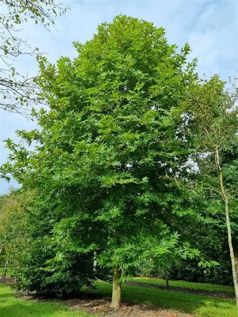 Oosterse Plantaan