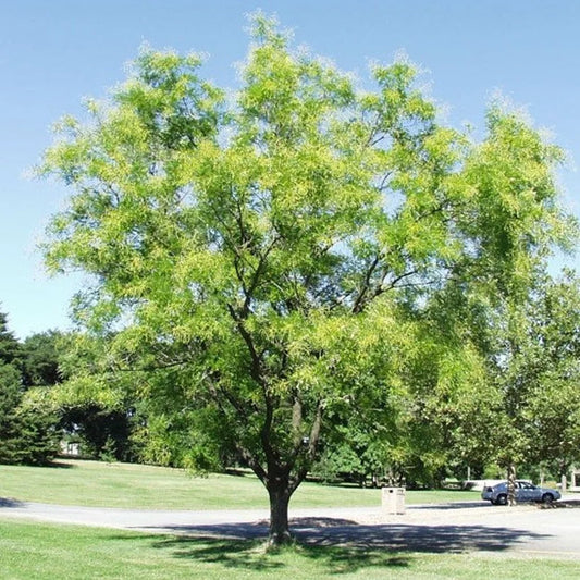 Honingboom
