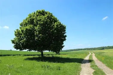 Koningslinde