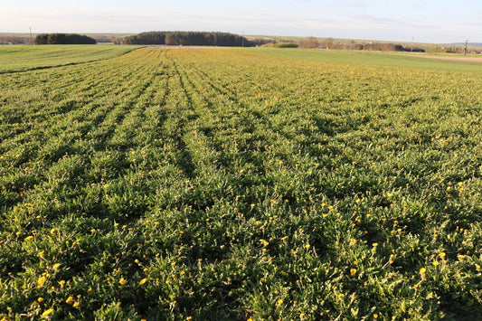 Herbimals Paardenbloemblad met bloem - grof