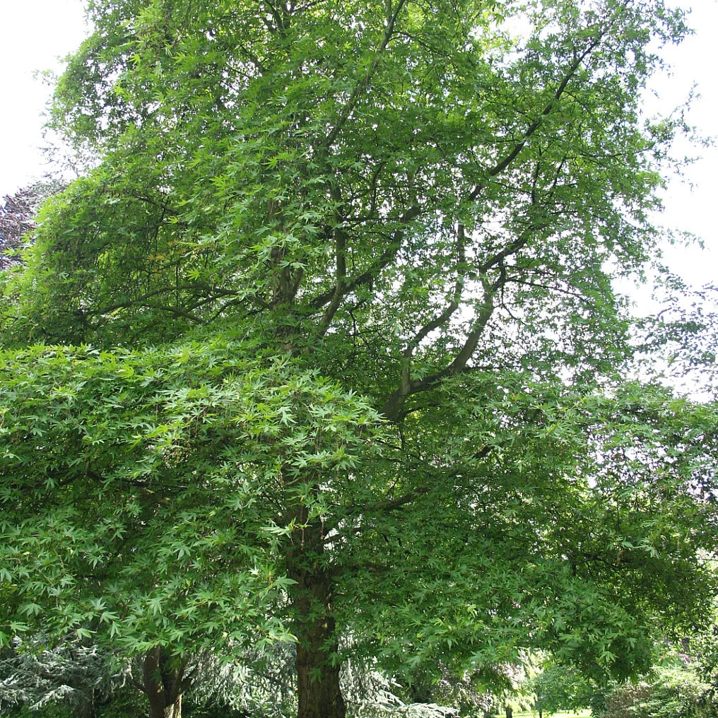 Plantaan