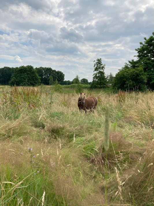 Masterclass - healthy horse pasture